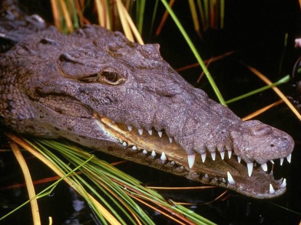Одесский крокодил