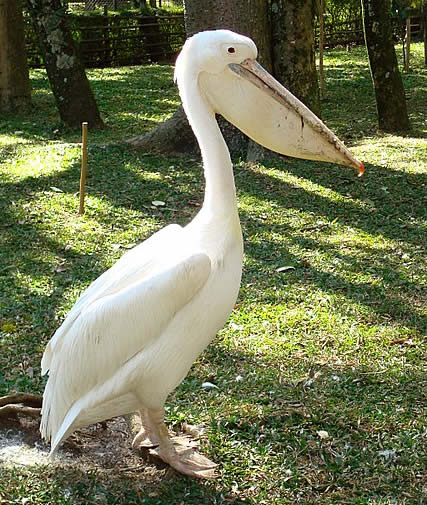 Пеликан-альбинос