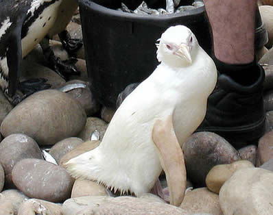 Пингвин-альбинос