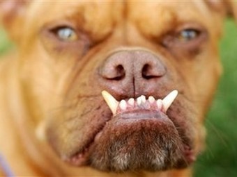 Победитель конкурса самых уродливых собак в мире Пабст