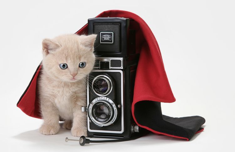 Кошки и котята фотосессия