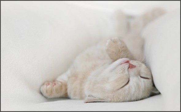 Кошка спит в складках одеяла