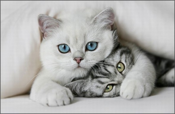 Два котенка в обнимку