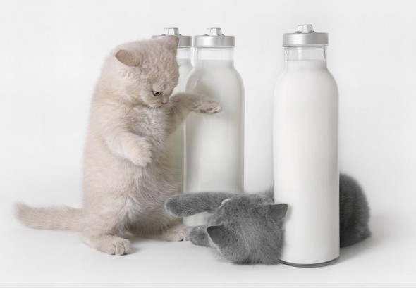 Котята воюют за молоко
