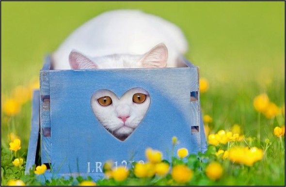 Ящик для кота
