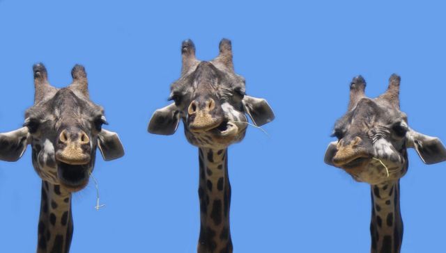 забавные жирафы