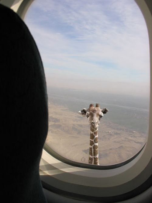 забавные жирафы