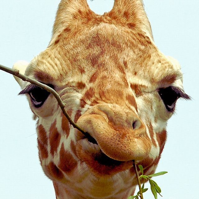Жираф с веткой во рту