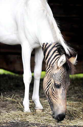 Скрещенные зебра и лошадь в одном лице по имени Эклипс