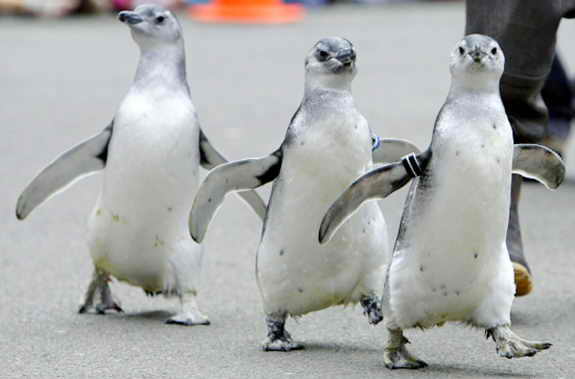 В зоопарке Сан Франциско прошел "Марш Пингвинов"