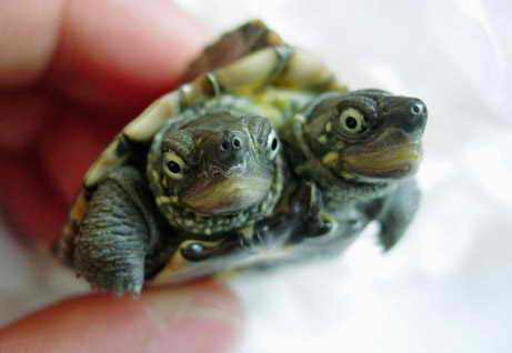 Двухголовая черепаха 