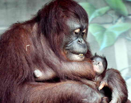 Орангутан Даса обзавелась потомством в зоопарке Ери в Пеннсильвании. Малышу никак не могут придумать имя 