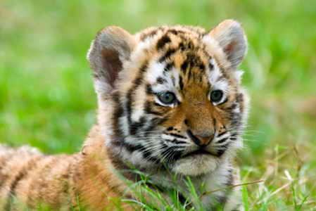 Тигр малыш