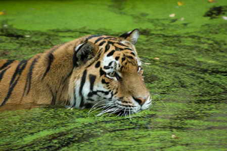Плавающий тигр