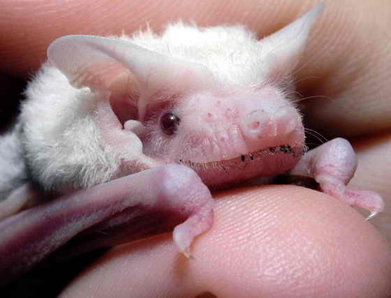 Летучая мышь-альбинос живет в Северном Австралии на воле, однако на данный момент за ней присматривают врачи из-за того, что на нее напала кошка 