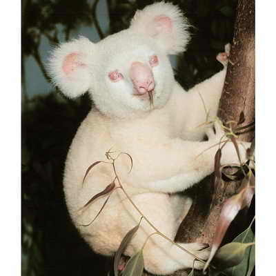 Коала-альбинос живет с зоопарке Сан Диего. Ее имя -  Onya-Birri, что в переводе с языка австралийских аборигенов означает "Мальчик-привидение"