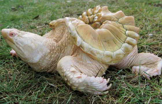 В зоопарке Clinch Park в штате Мичиган живет каймановая черепаха-альбинос, у которой к тому же были проблемы с пищеварительным трактом, поэтому ее панцирь не развился как следует