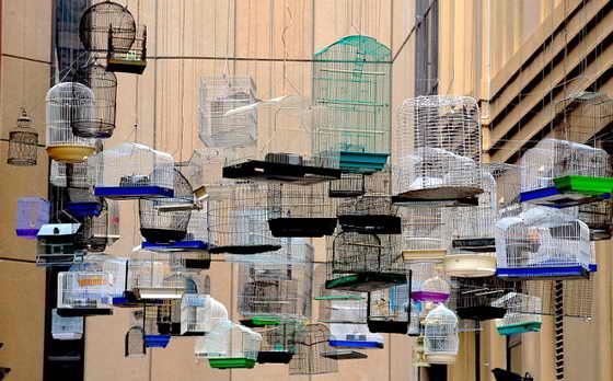 В Сиднее прошла инсталляция под названием "Забытые песни": подвесили клетки с птицами и включили пение птиц, которые жили в городе до развития цивилизации