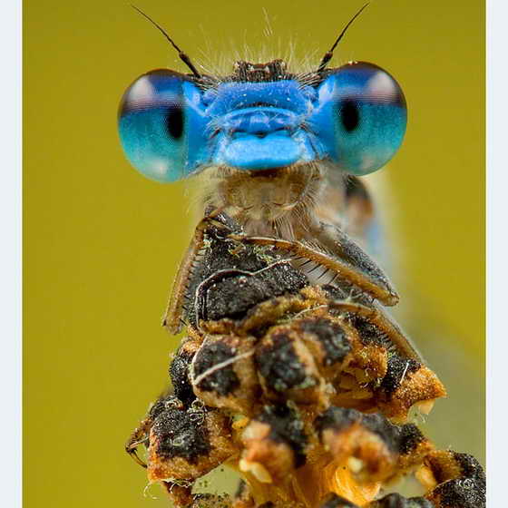 Стрекоза позирует на камеру своими голубыми глазами. Крошечное создание, получило название "Ol 'Blue Eyes", его сфотографировал Christopher Schlaf в саду в штате Мичиган, с помощью макро объектива