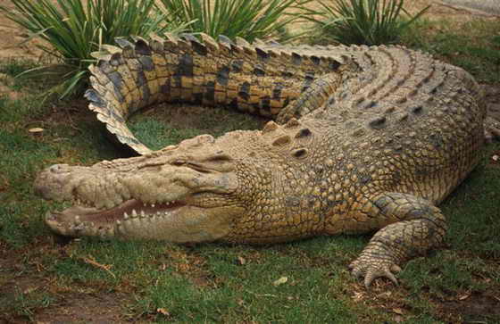 Крокодилы не мог высунуть язык