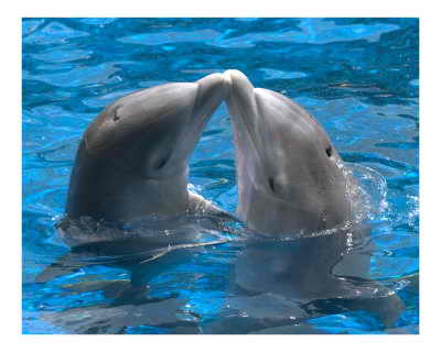 Люди и дельфины - единственные живые существа, которые занимаются сексом ради удовольствия