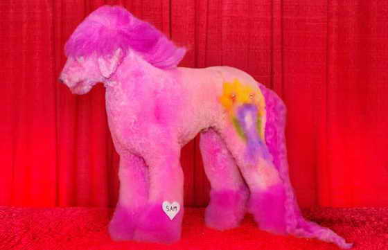 'Sam' был подготовленн Justine Cosley, стрижка называется 'My Little Pony " и он стал победителем Чемпионом Мира победила чемпиона мира на последнем Groom Expo