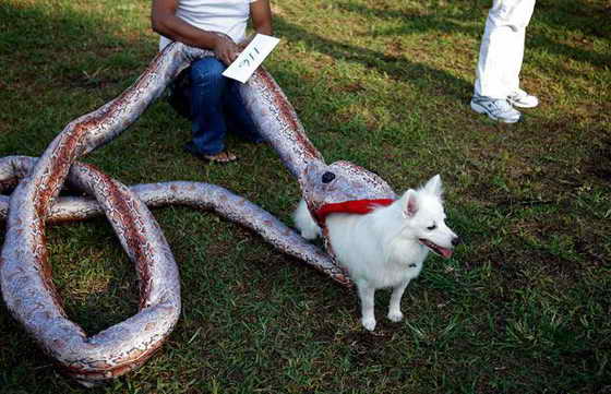 Собака по имени Powder готовится принять участие в ежегодном Хэллоуин-параде собак в городе Бель Мид, Майами, Флорида