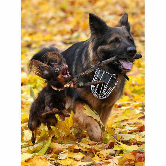 Большая собака резвится с маленькой собакой в желтых листьях в парке Минска, Беларусь