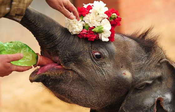 Слоненок по имени Ganesh Vijay, родился в зоопарке Twycross с помощью искусственного оплодотворения. На фото он находится на официальной церемонии благословления.