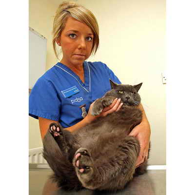 Один из самых толстых котов в мире