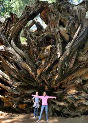 На фото дети позируют возле корней гигантской секвойи в Национальном парке секвойи в Центральной Калифорнии