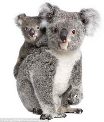 Семейный портрет коалы и ее детеныша
