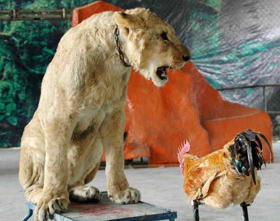 Храбрый петушок грозит льву в зоопарке Wenling, Китай.