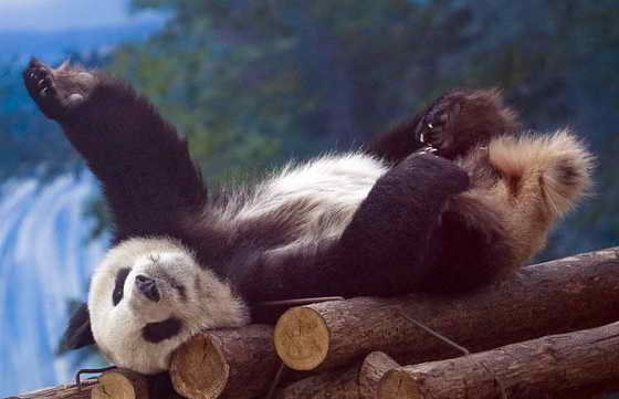 Гигантская панда потягивается после сна, в зоопарке, Пекина, Китай.