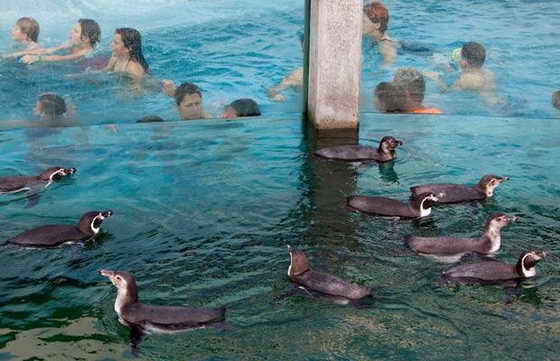 Купающиеся плавают рядом с пингвинами Humboldt, разделенные стеклом в бассейне 'Spreewelten Sauna- und Badeparadies GmbH' in Luebbenau, Германия