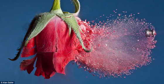 Алэн Сэйлер использовал для создания фотографии красную розу в жидком азоте - получилась одна из самых ярких работ