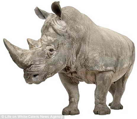 Даже носорогу удалось уместиться в портативной студии фотографа