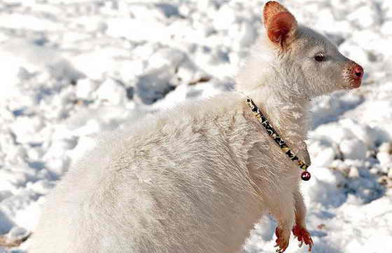 Болотный валлаби-альбинос Millie ходит с ошейником и колокольчиком, чтобы ее хозяин Стивен Роулендс мог ее заметить на снегу
