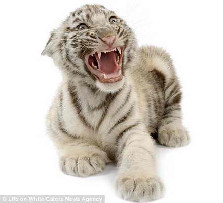 Посмотрите какие у меня большие зубы, как будто, говорит белый тигренок