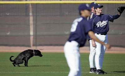 Похоже собачка не очень любит бейсбол