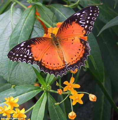 Яркая тропическая бабочка на фото слепого фотографа Brian Negus