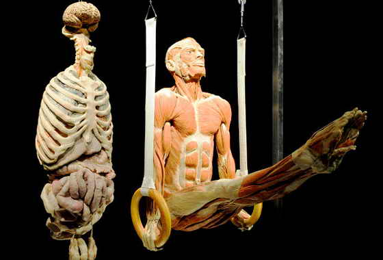 Пластиковый "Гимнаст на кольцах" весит на выставке "Мир тела" в Сингапуре