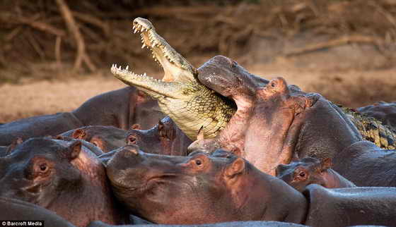 Бегемоты разрывают крокодила