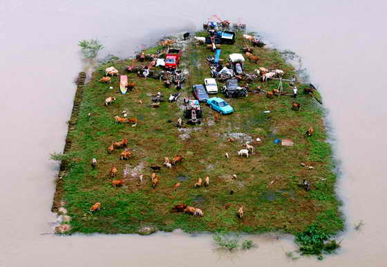 Коровы и транспортные средства, оказавшиеся из-за сильного наводнения на небольшом участке земли, окруженном водой в Jeram Perdas, Малайзия