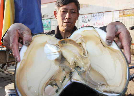 Гигантский моллюск вызвал шквал торги на рыбном рынке в Дексинге, Китай. Размеры устрицы-монстра - 45 см на 30 см, и весит она шокирующие три килограмма. Ее продали в конце концов голодному клиенту за $ 25