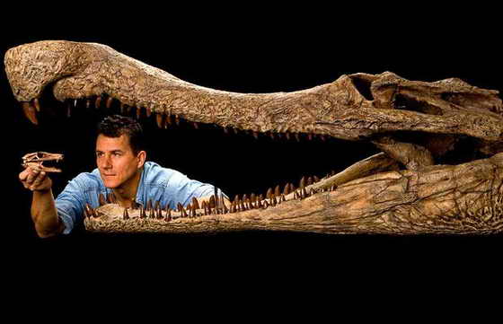 На фото от National Geographic Пол Серено демонстрирует огромную пасть и челюсти ископаемого динозавра-крокодила SuperCroc и голову окаменелого DogCroc