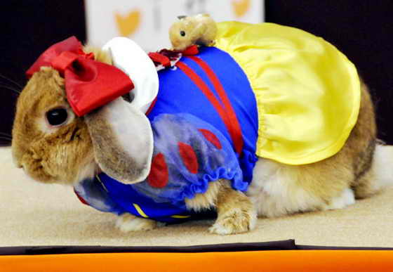 Забавный кролик в костюме Белоснежки на модном для кроликов конкурсе "Фестиваль кроликов" в городе Иокогама, префектура Канагава, в пригороде Токио, 15 ноября 2009 года. На праздник пришло около 8 000 любителей кроликов