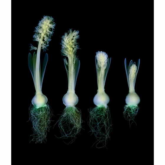 Цветной рентген гиацинтов на различных этапах развития и цветения этих растений