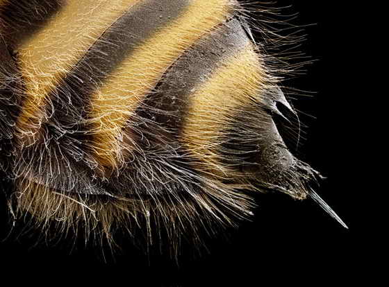 Жало пчелы (Apis sp.) под микроскопом