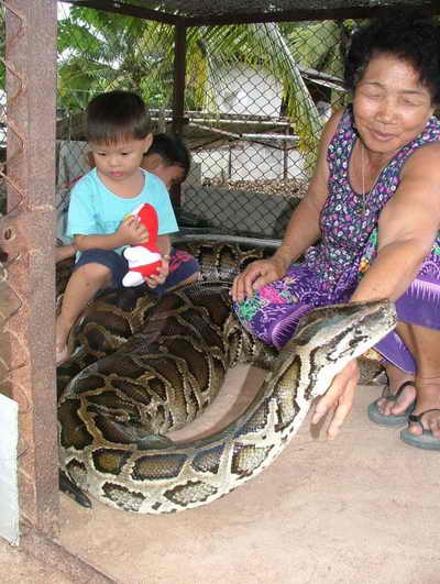 Огромная змея